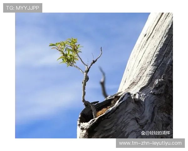 逆境奋战：那些在逆境中创造奇迹的团队，五个在逆境中奋起的事例