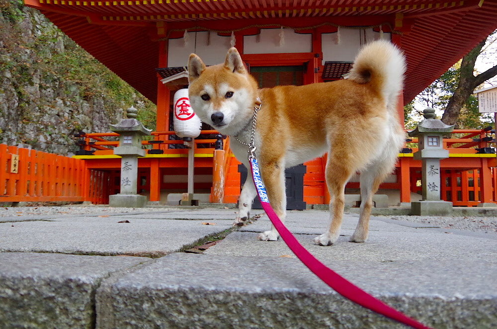 内线传球配合是否决定禁区得分效率，内线接球技巧