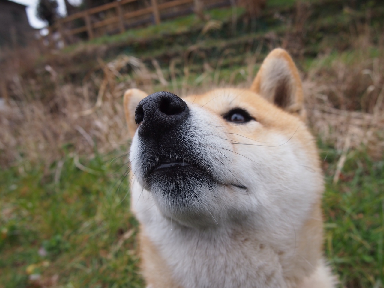 印度队2024年世界杯:强攻与反击相结合,技战术不断优化,印度参加世界杯预选赛了吗