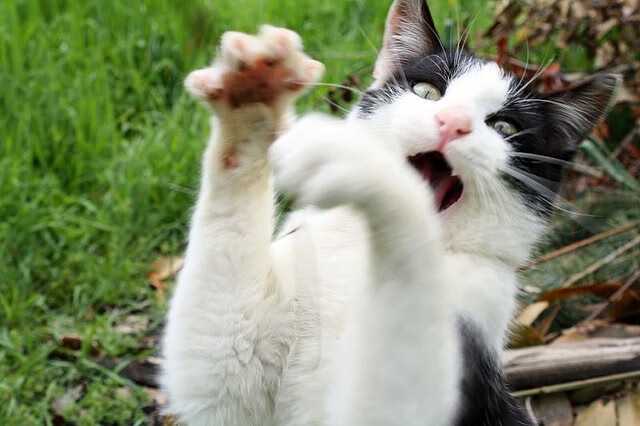 体育明星积极参与公益，体育明星赞助案例