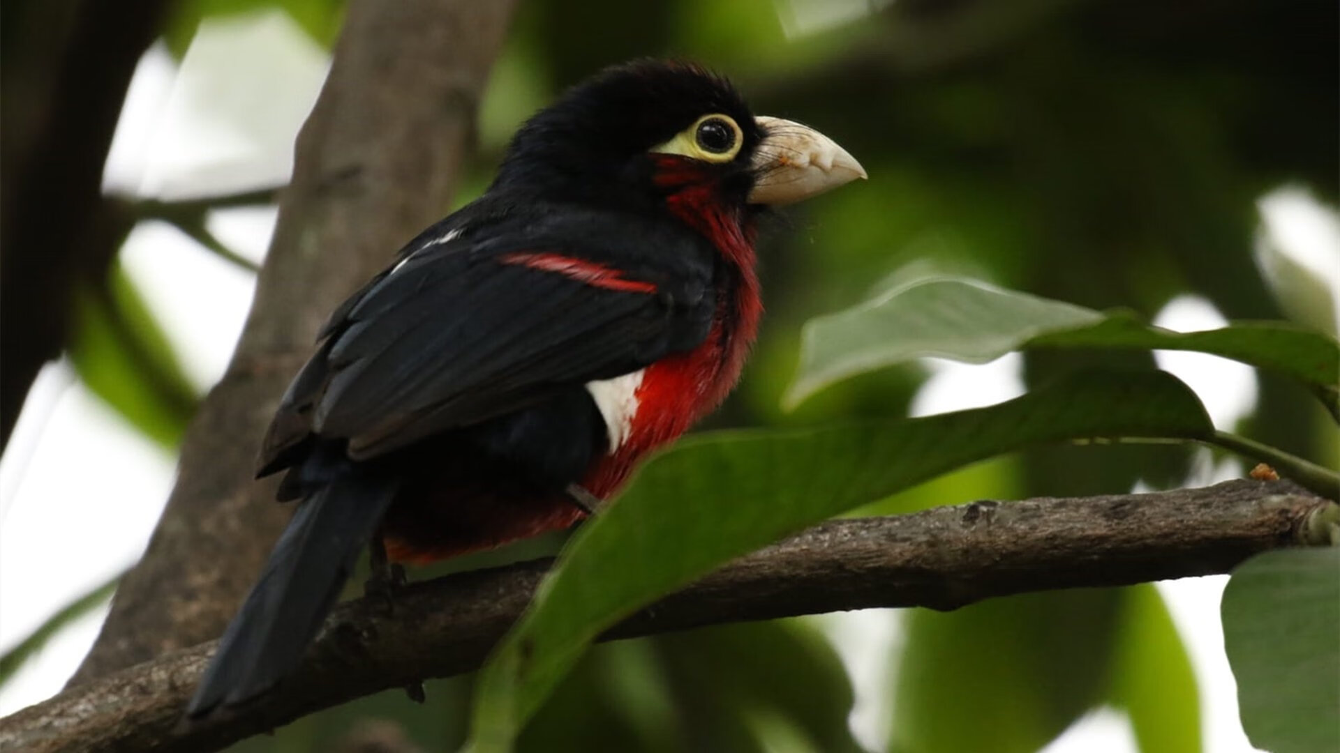 格林伍德在比赛中的冷静表现,使袋鼠队攻防转换更加高效,格林伍德速度快吗
