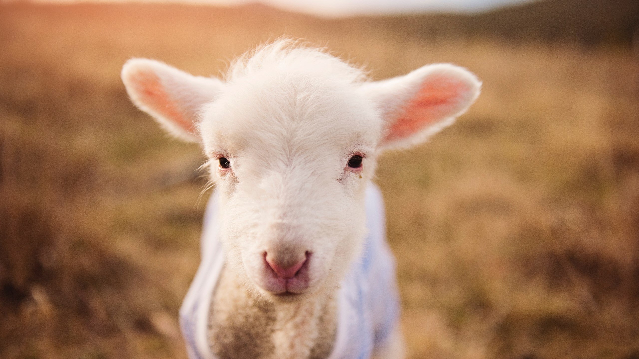 乐鱼体育app官网下载-比赛进入读秒阶段主队完成绝杀引爆全场观众热烈欢呼，读秒绝杀是什么意思